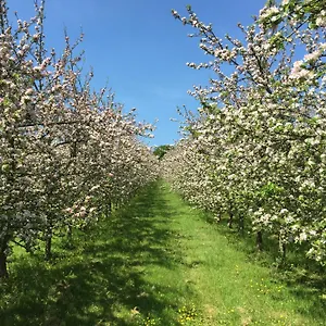 Bowhayes Farm - & Glamping - Bell Tents - Cider Orchard Venn Ottery